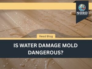 Is Water Damage Mold Dangerous?