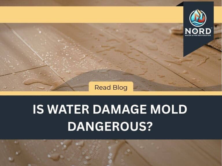 Is Water Damage Mold Dangerous?