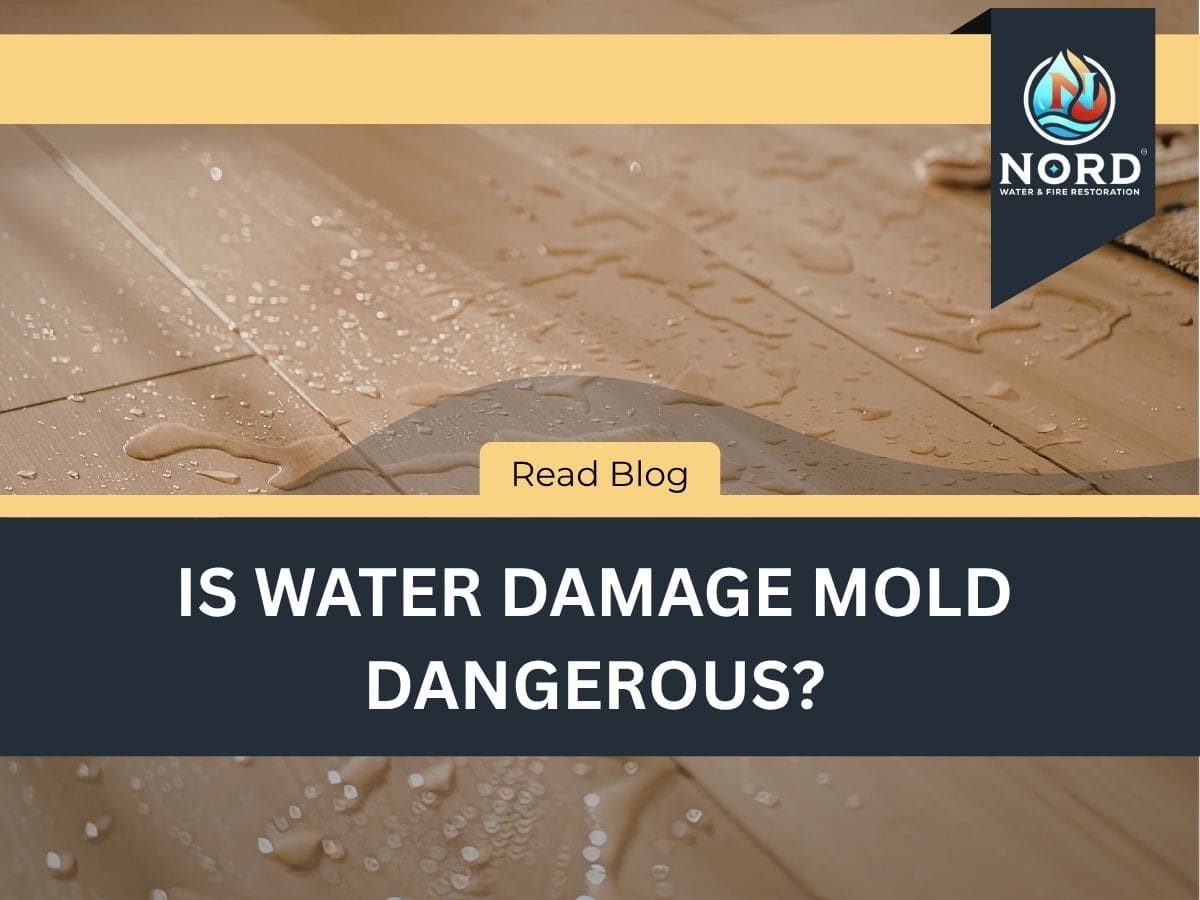 Is Water Damage Mold Dangerous?